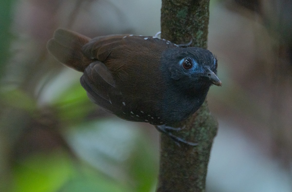 Chestnut-backed Antbird (Short-tailed) - ML528662621