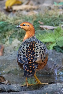 Ferruginous Partridge, ML528663361