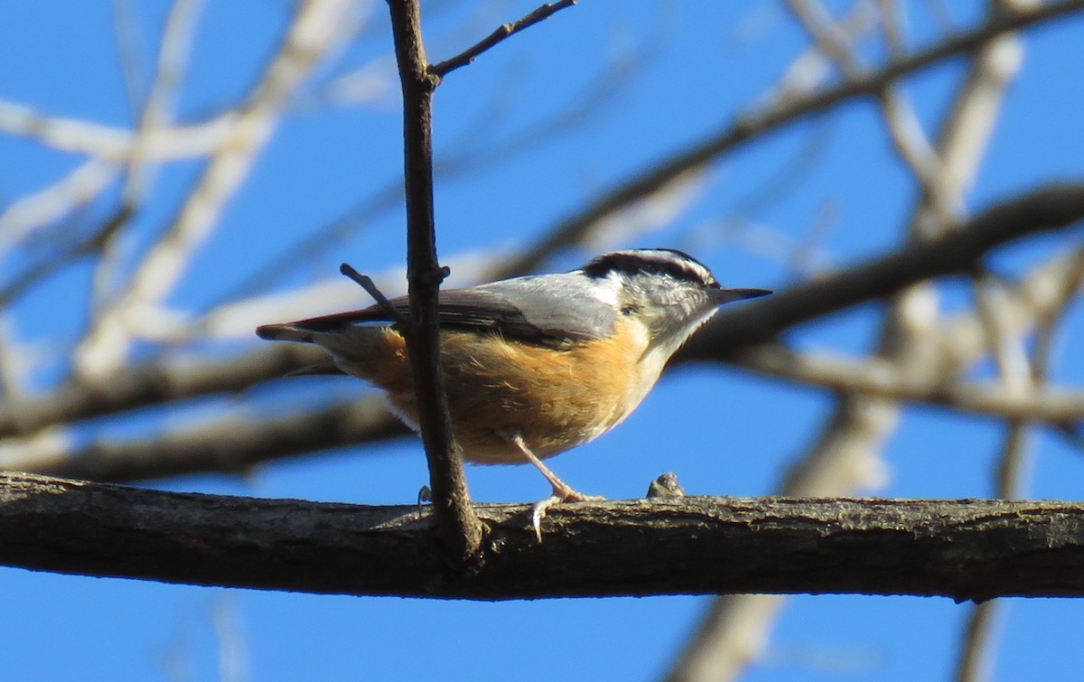 Red-breasted Nuthatch - ML528664821