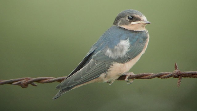 Barn Swallow (American) - ML528665211