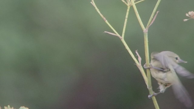 lesňáček hvězdičkový (ssp. sordida) - ML528667661