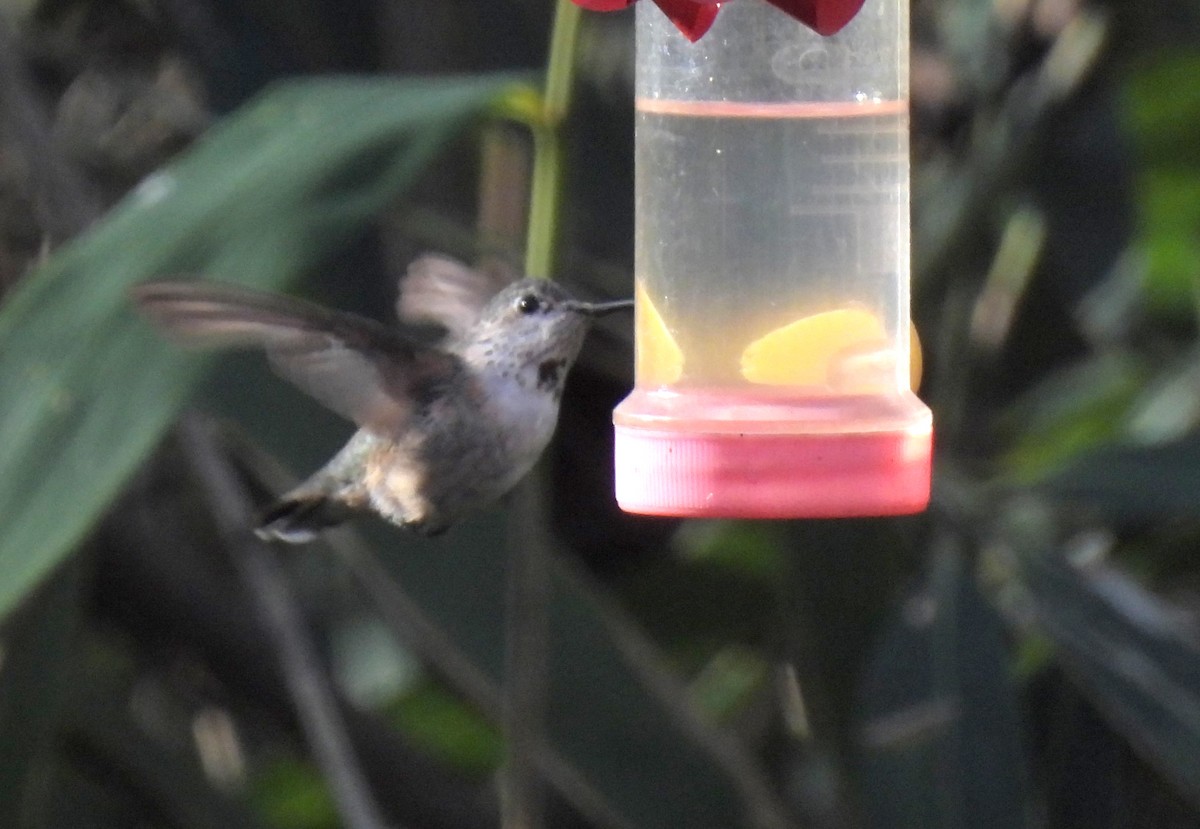 Calliope Hummingbird - ML528670581