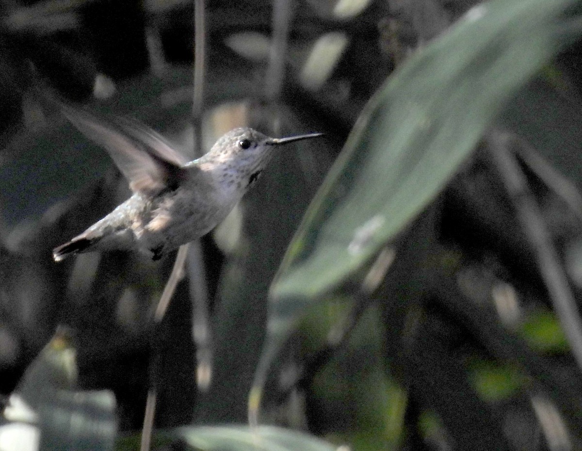 Calliope Hummingbird - ML528670591