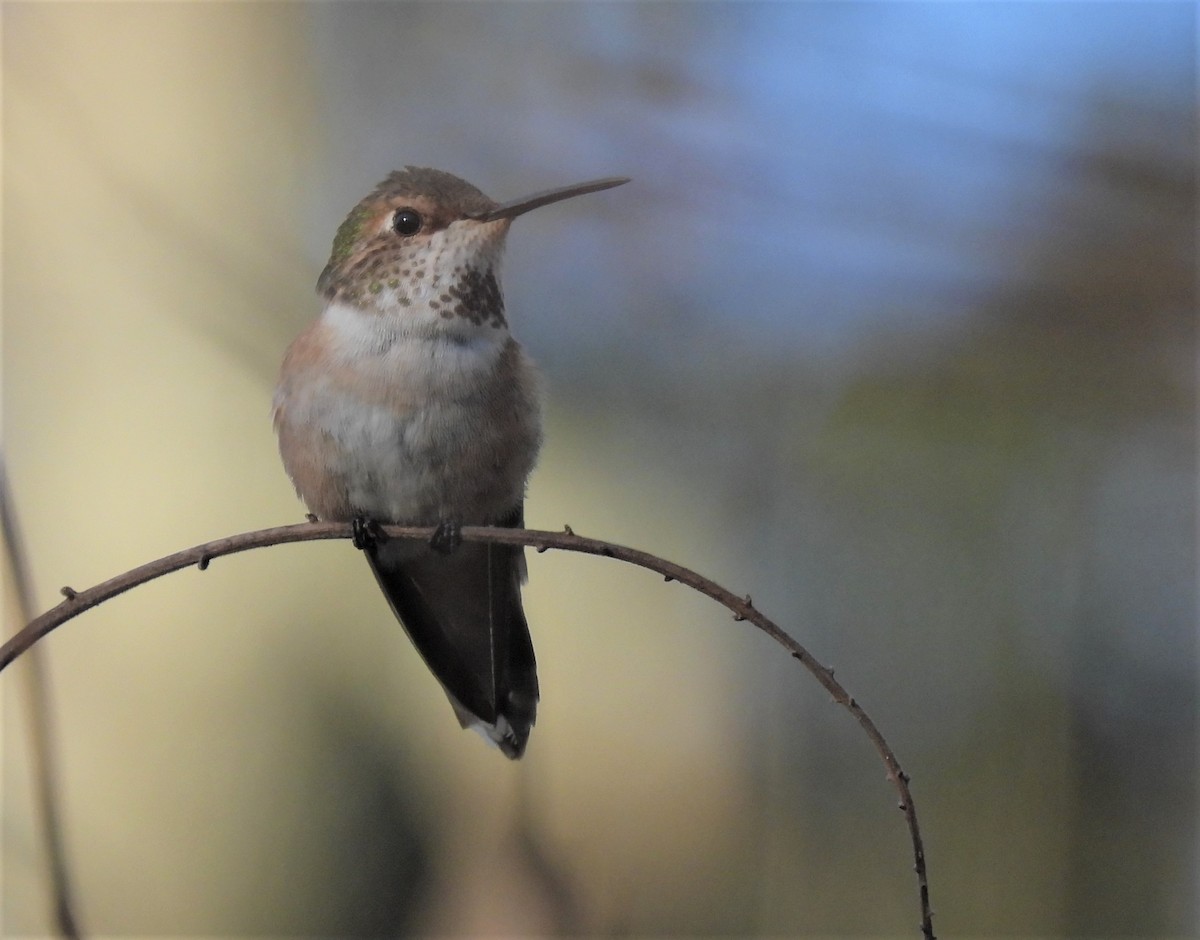 Rufous Hummingbird - ML528670761