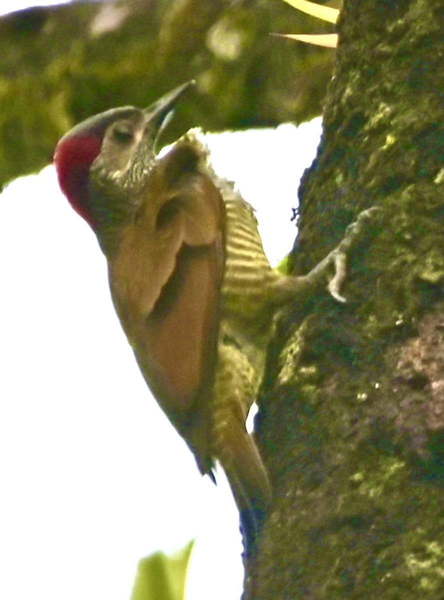 Golden-olive Woodpecker - ML528678171