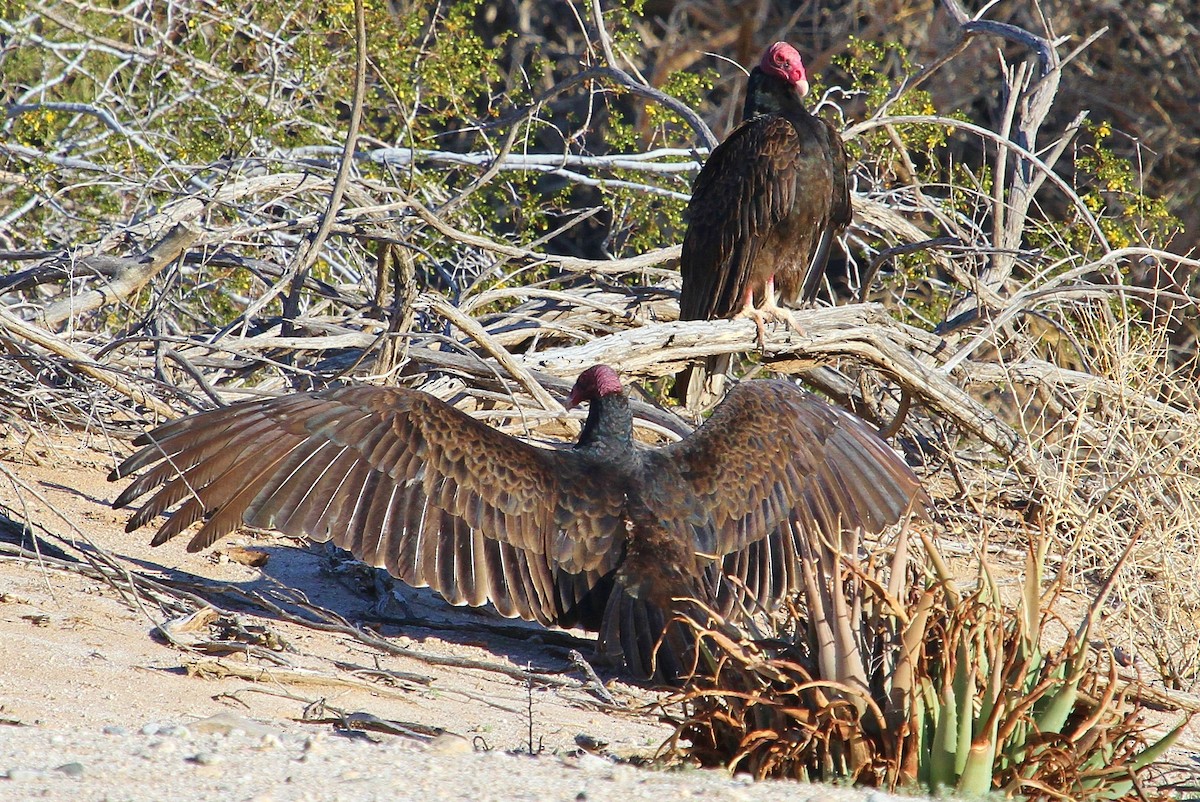 Turkey Vulture - ML52868151
