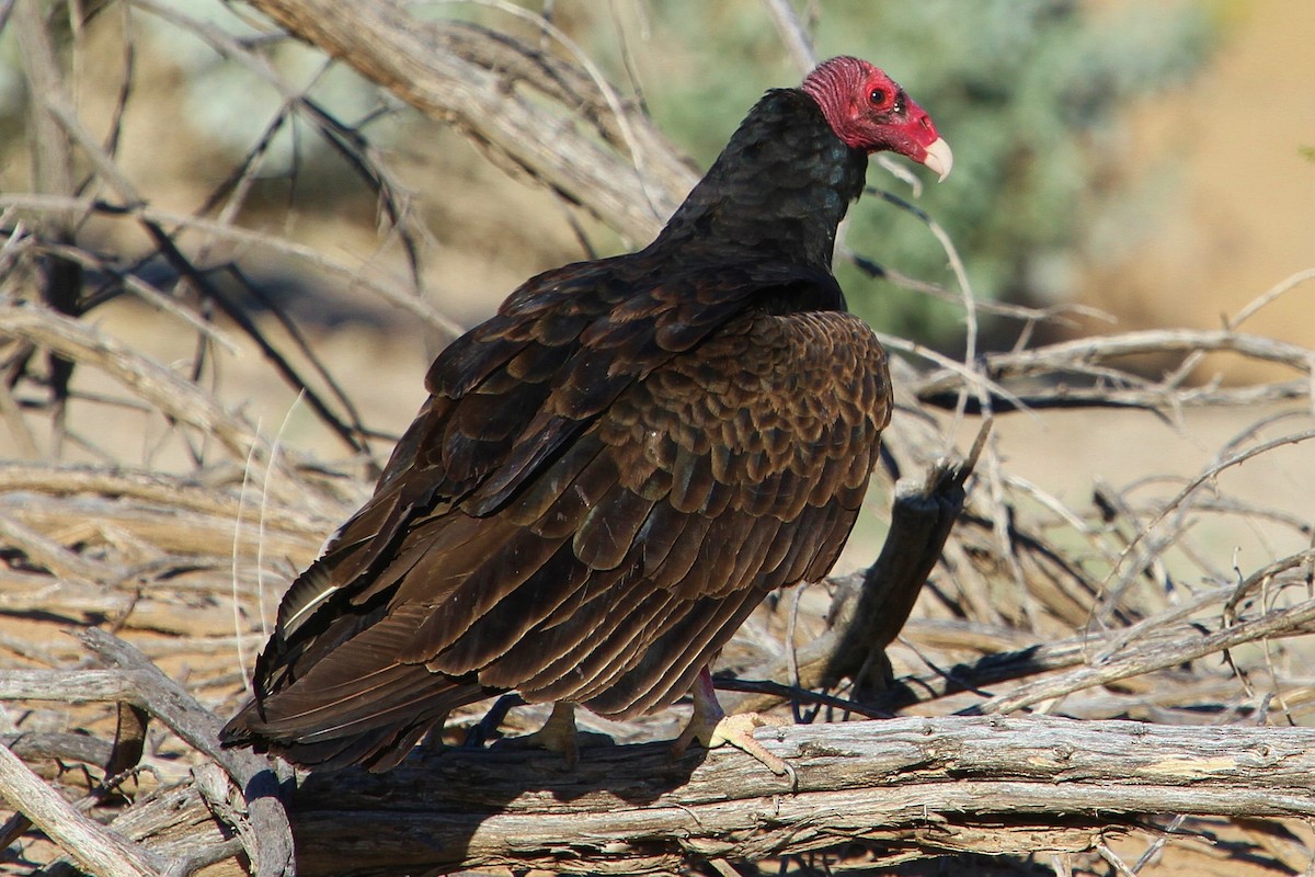 Turkey Vulture - John F. Gatchet