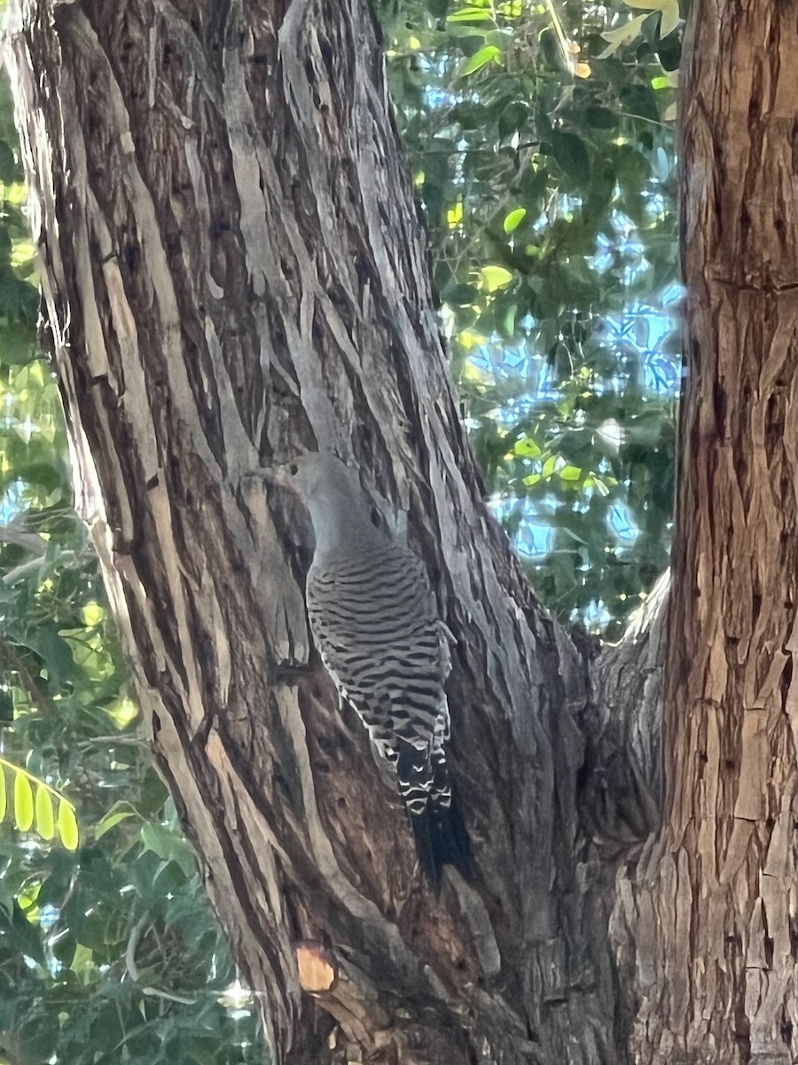 EBird Checklist 27 Jan 2023 Huckleberry Park 1 Species