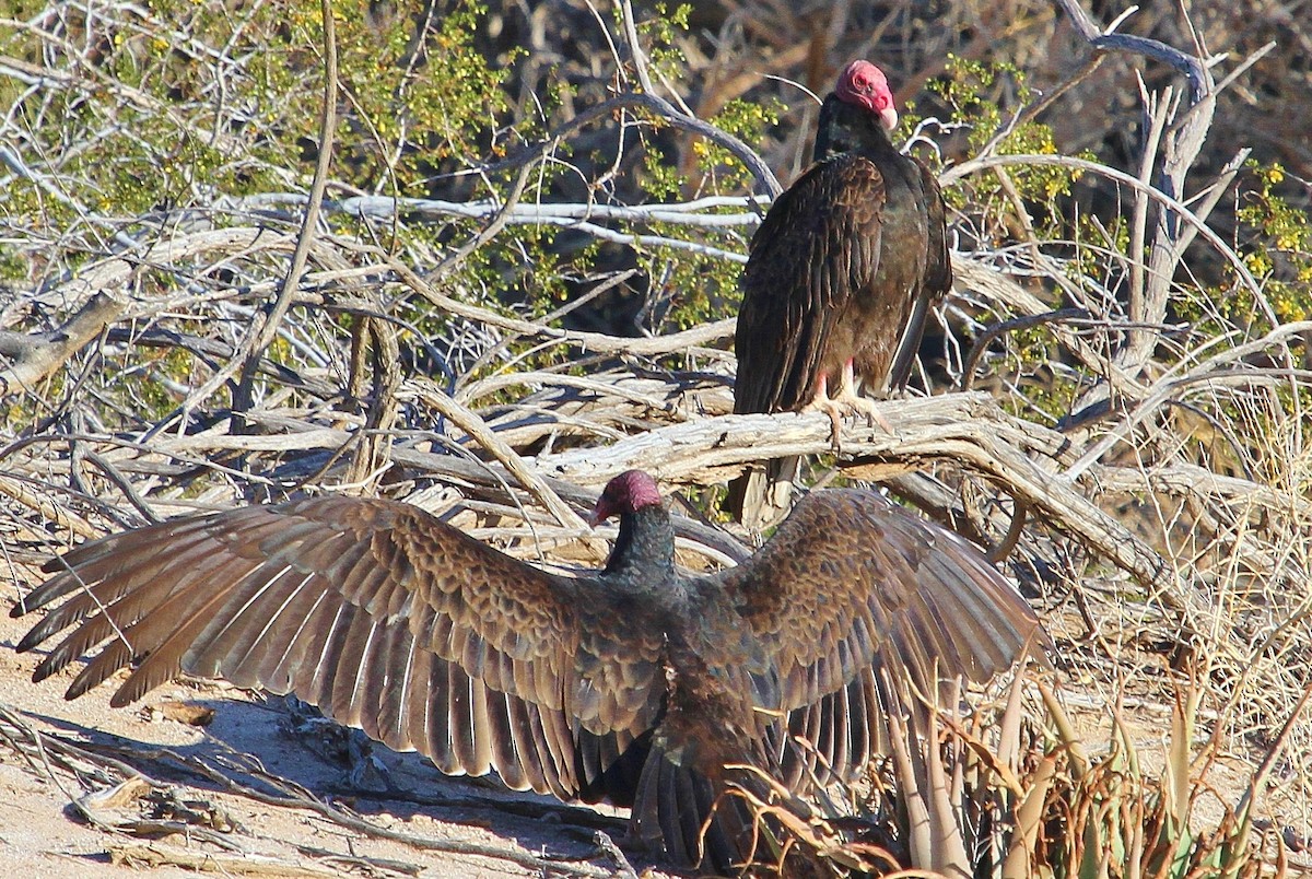 Turkey Vulture - ML52868281