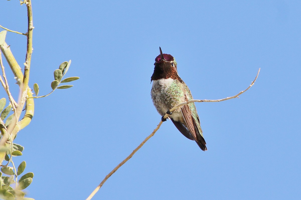 Anna's Hummingbird - ML52868391