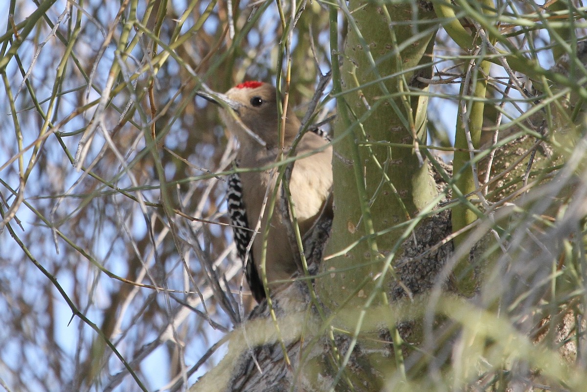 Gila Woodpecker - ML52868531