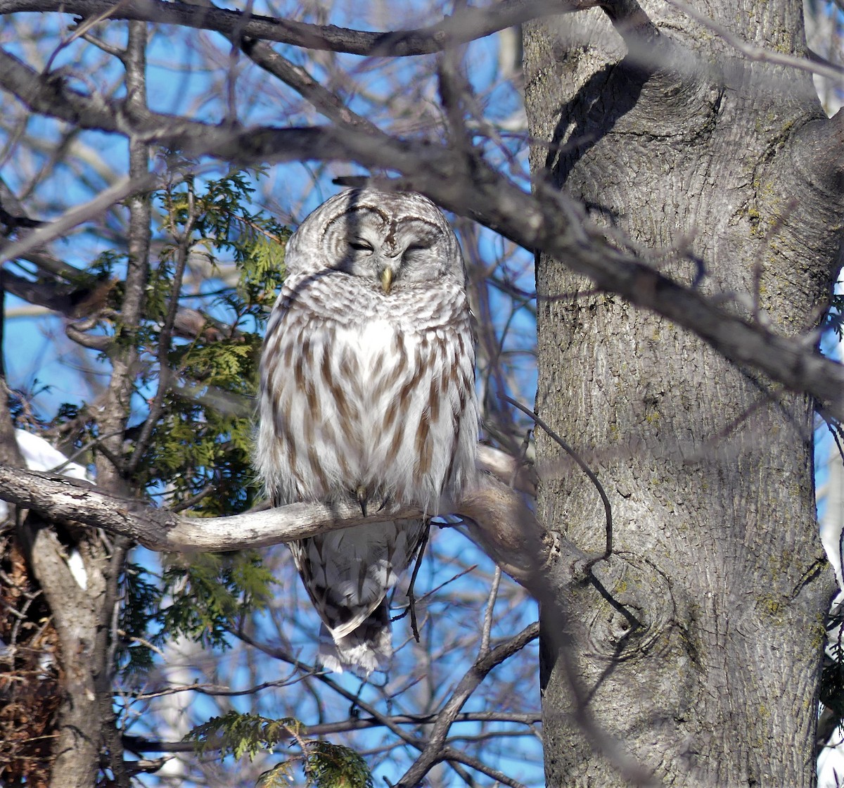 eBird Canada Checklist 27 Jan 2023 RN du BoiséPapineau 6 species