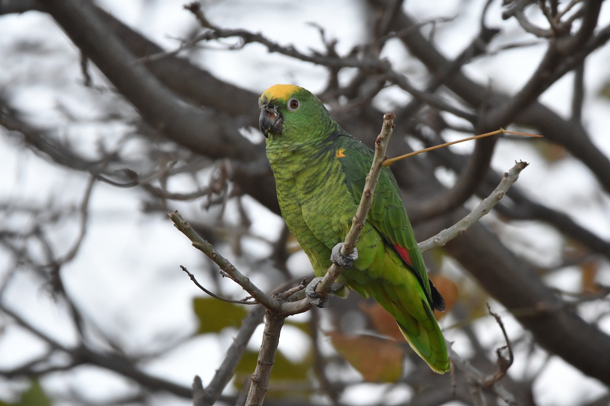 Yellow-crowned Parrot - ML528686521