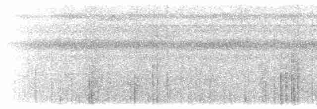 skjeggmaursmett (obscura) - ML528689091