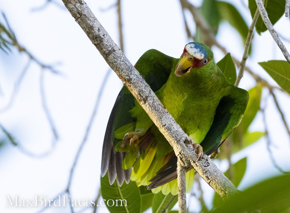 White-fronted Parrot - ML528694971