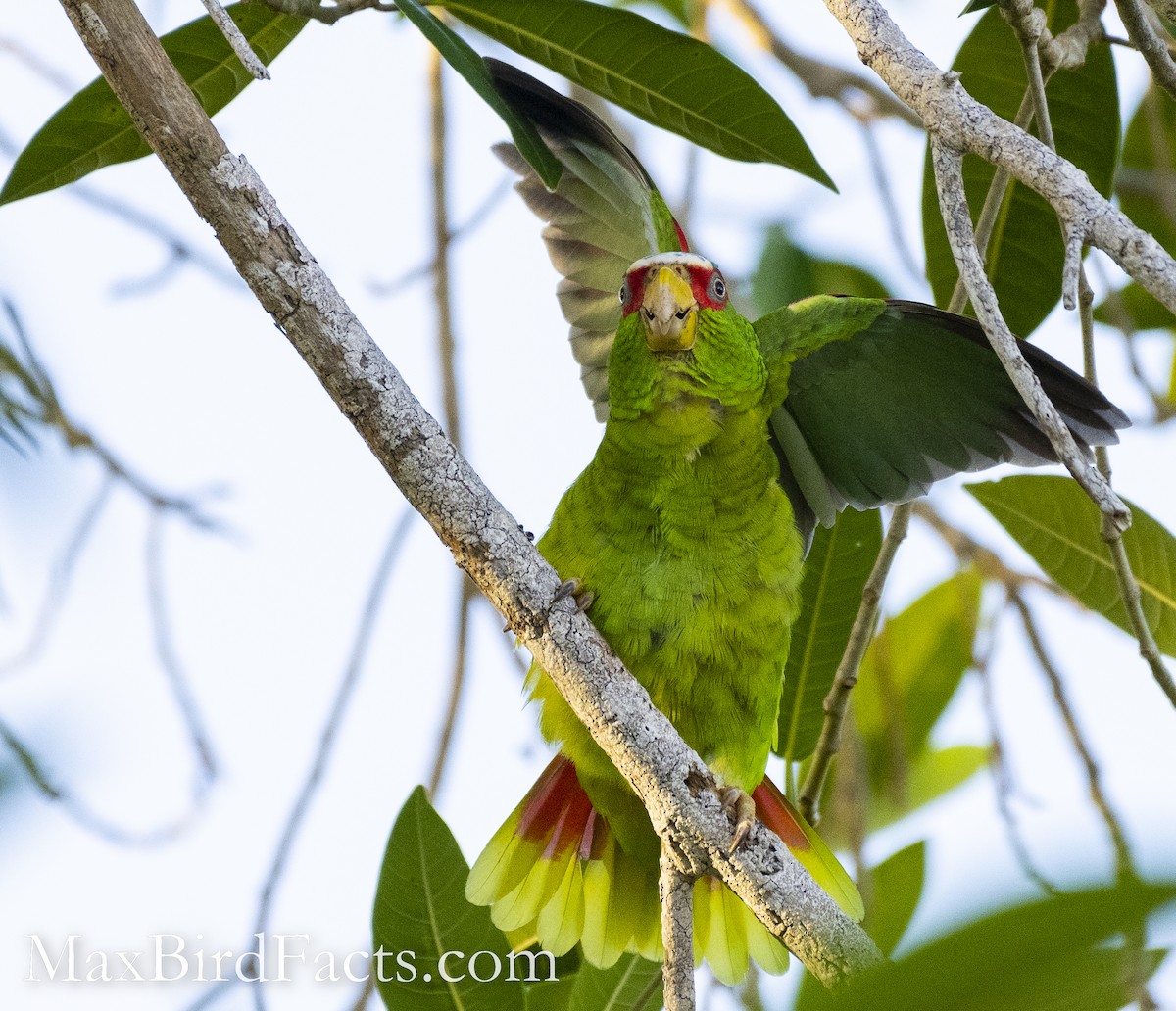 White-fronted Parrot - ML528694991