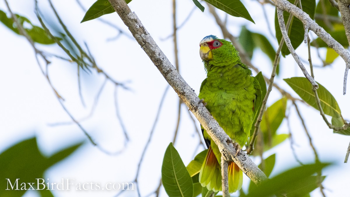 White-fronted Parrot - ML528695071