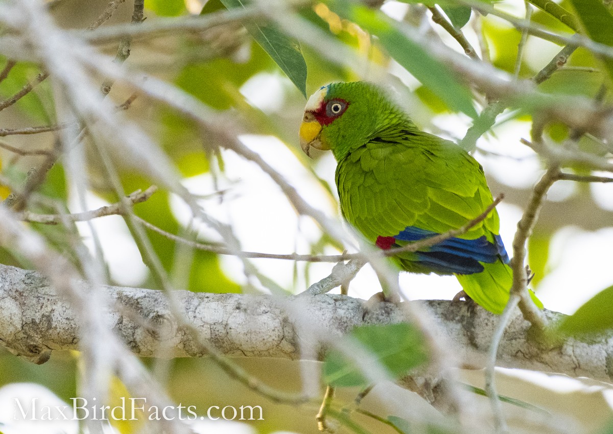 White-fronted Parrot - ML528695091