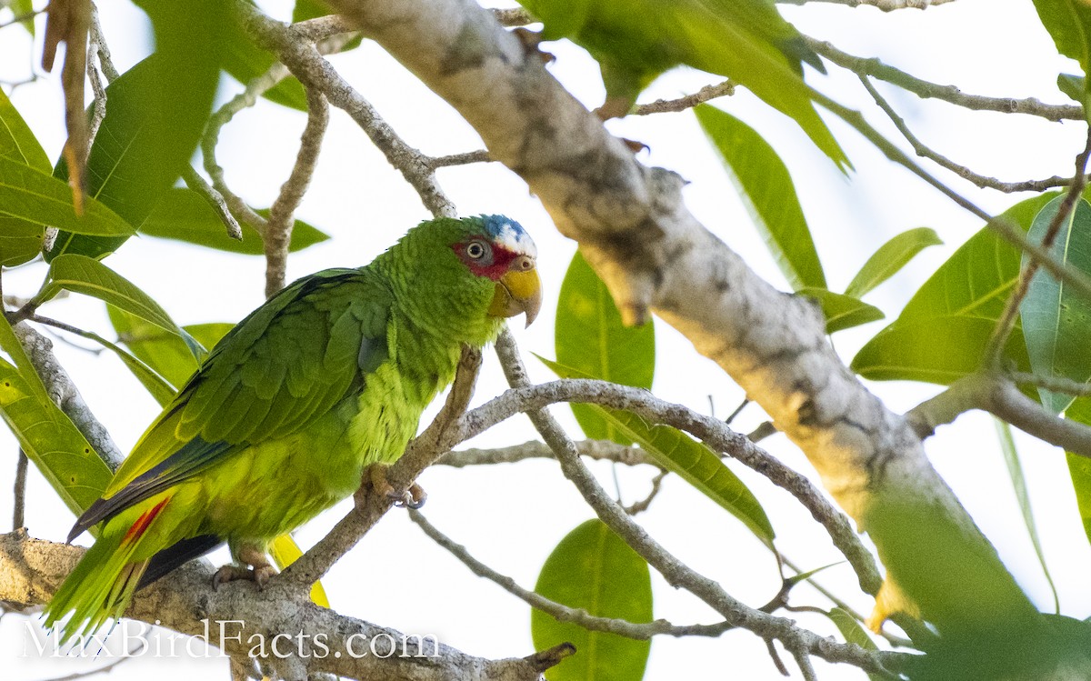 White-fronted Parrot - ML528695111