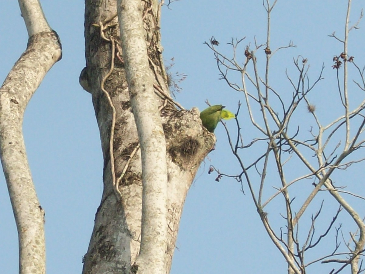 Yellow-naped Parrot - ML52869611