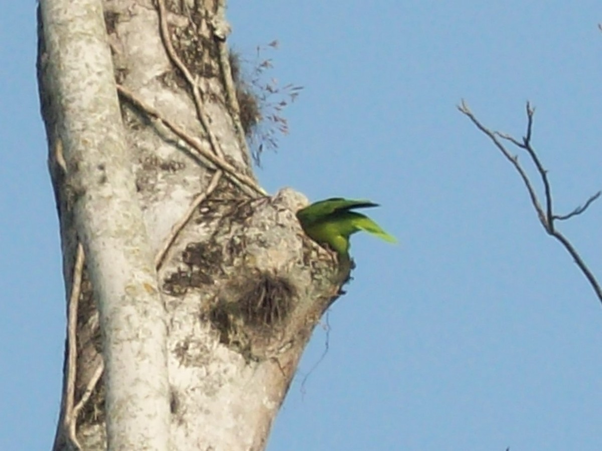 Yellow-naped Parrot - ML52869621
