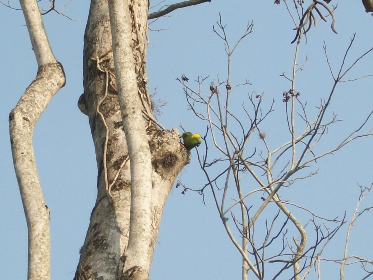 Yellow-naped Parrot - ML52869661