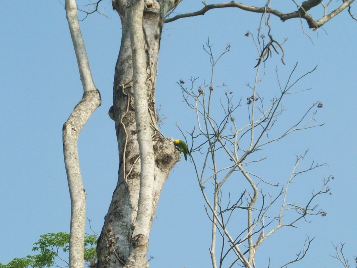 Yellow-naped Parrot - ML52869671