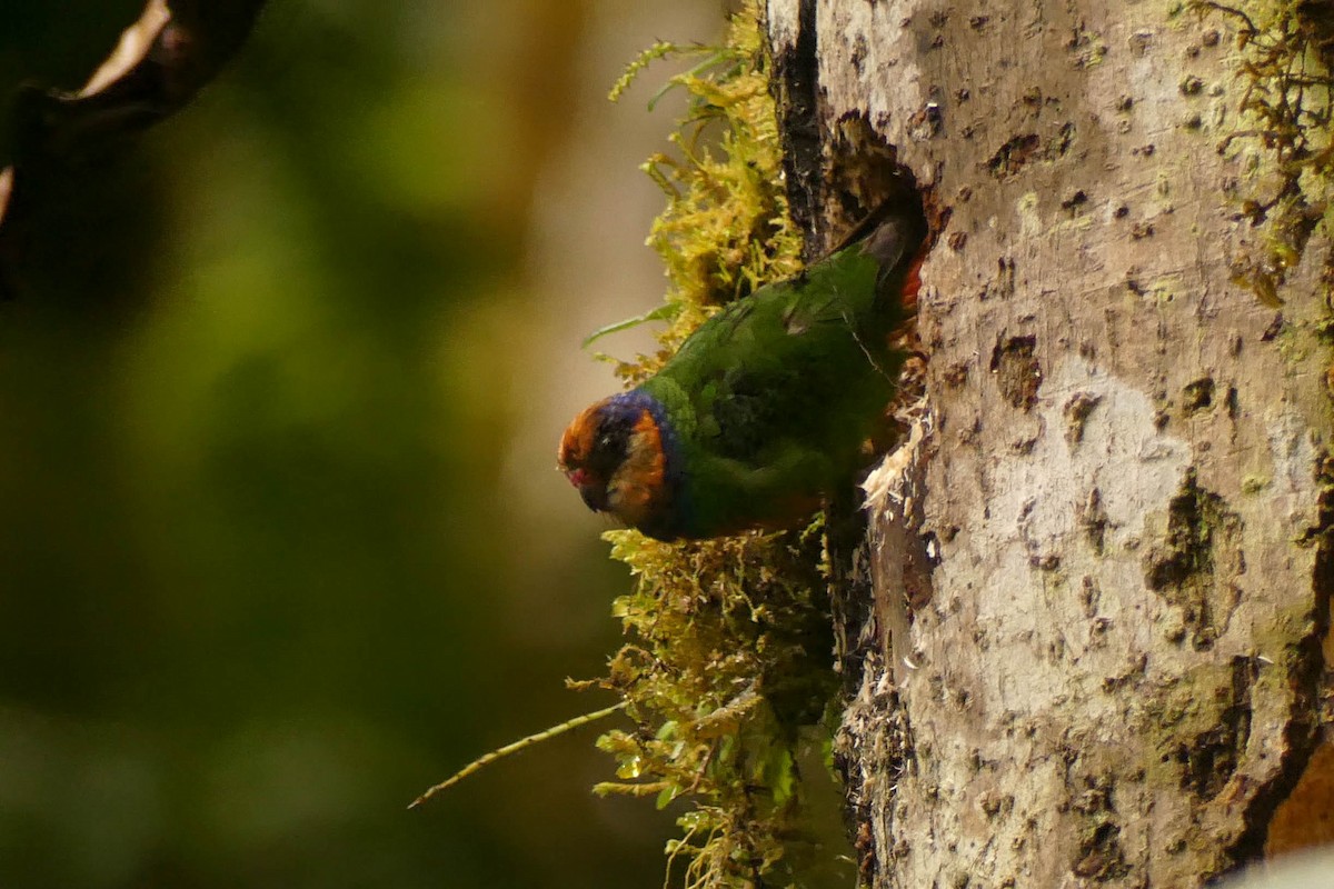 Red-breasted Pygmy-Parrot - ML528697241