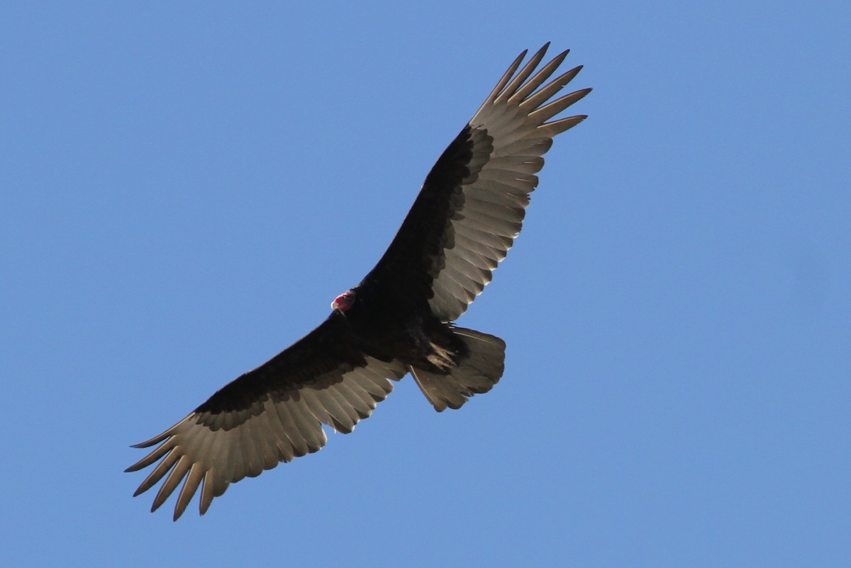 Turkey Vulture - ML52869921