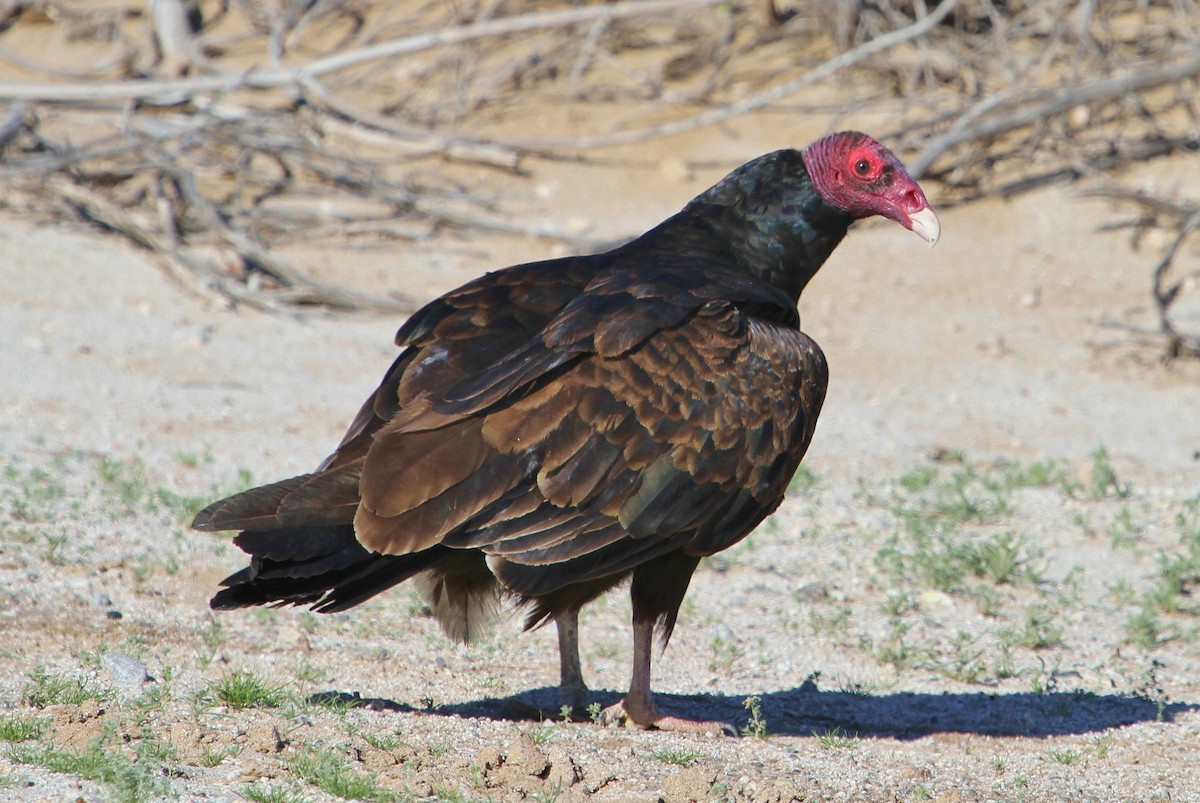 Turkey Vulture - ML52869941