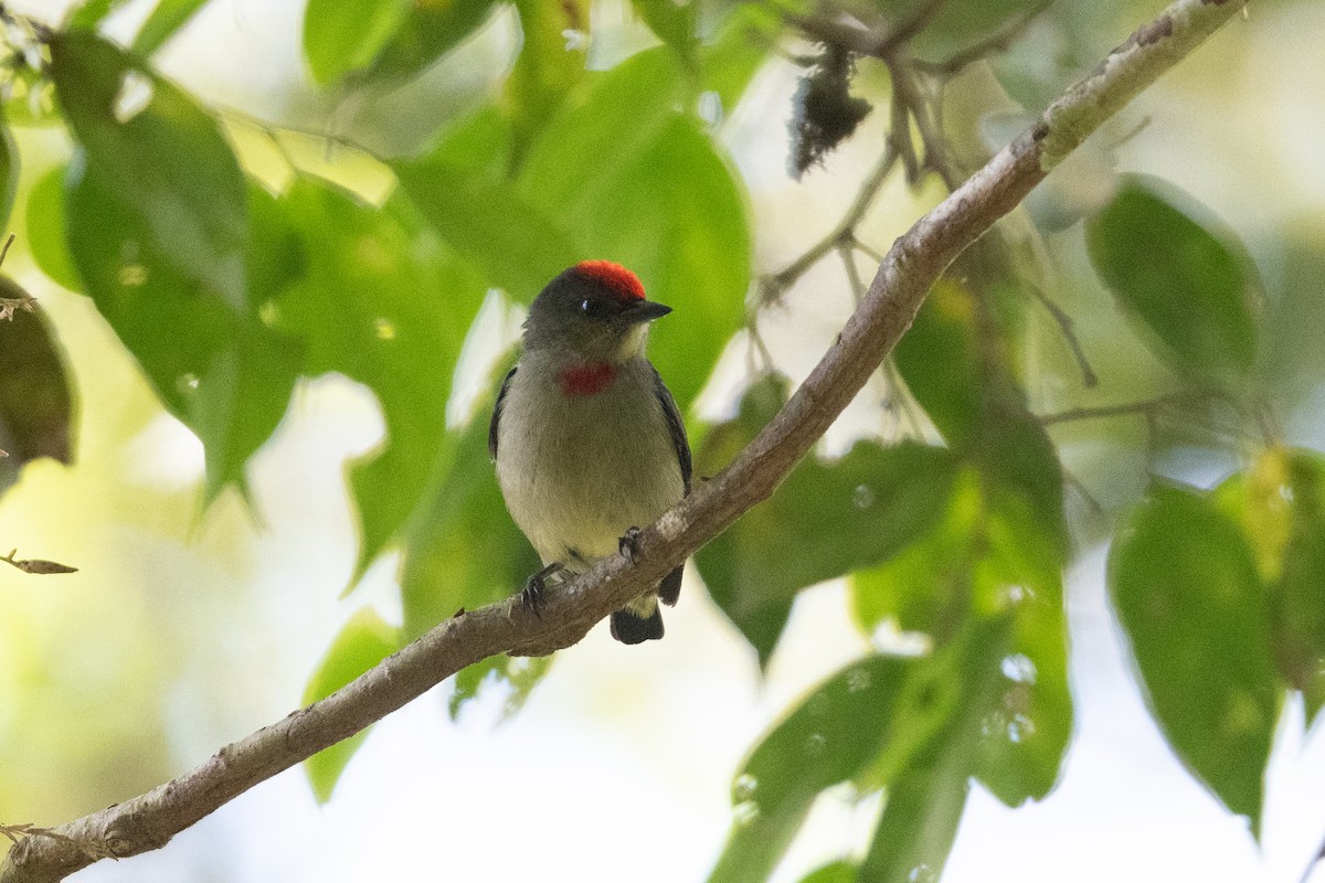 Red-capped Flowerpecker - John C. Mittermeier