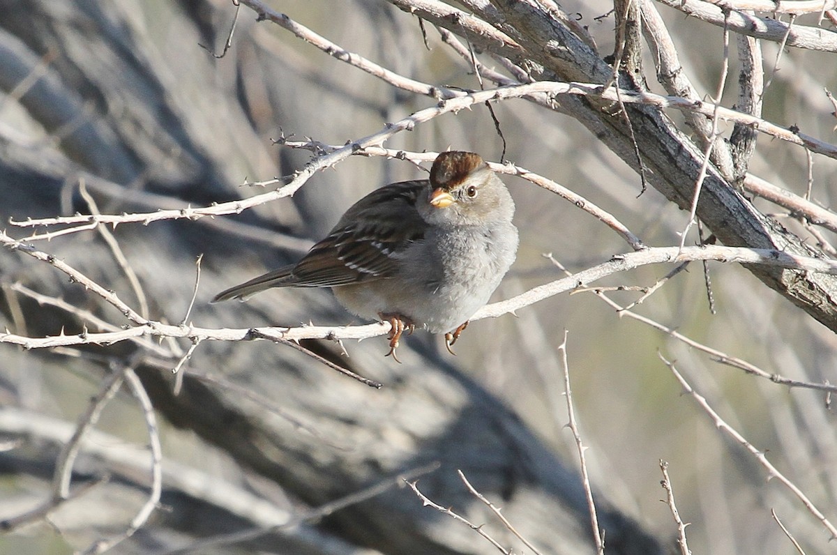 White-crowned Sparrow - John F. Gatchet