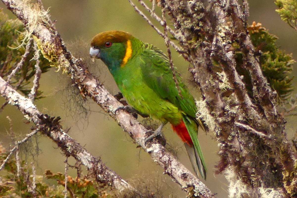 Painted Tiger-Parrot - ML528706201