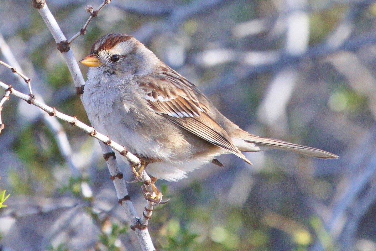 White-crowned Sparrow - ML52870881