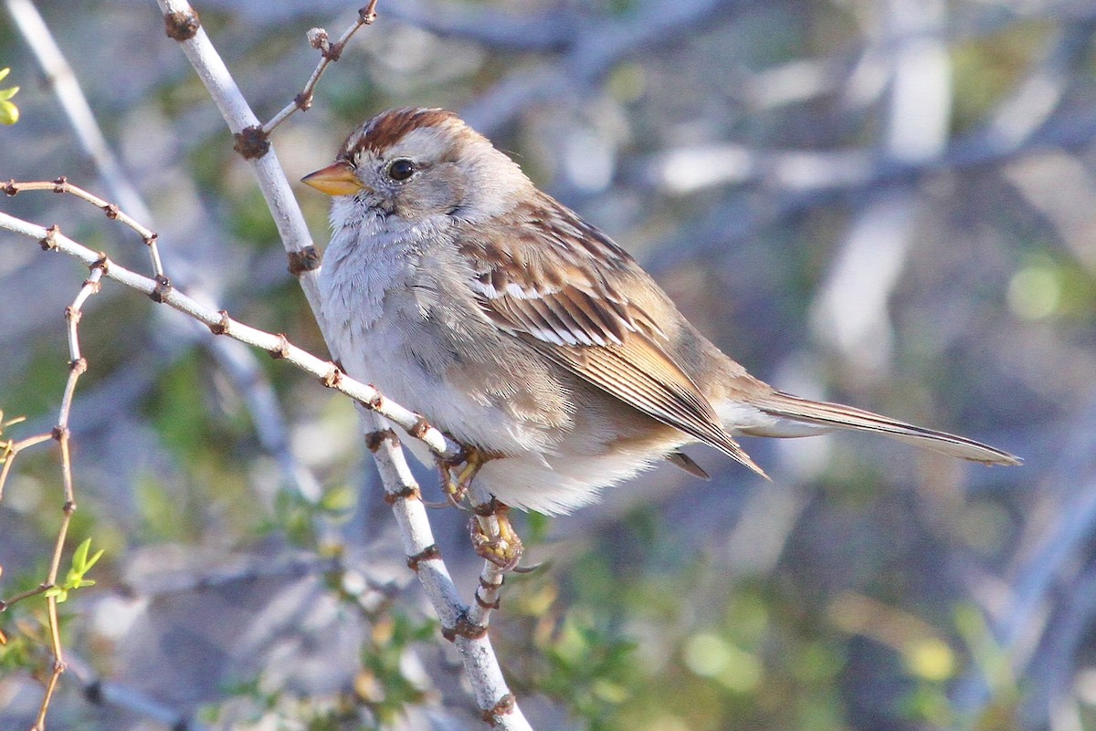 White-crowned Sparrow - ML52870891