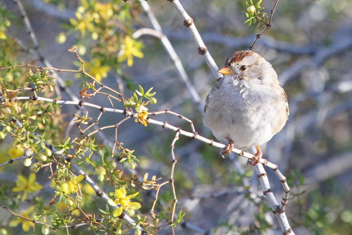 White-crowned Sparrow - ML52870941