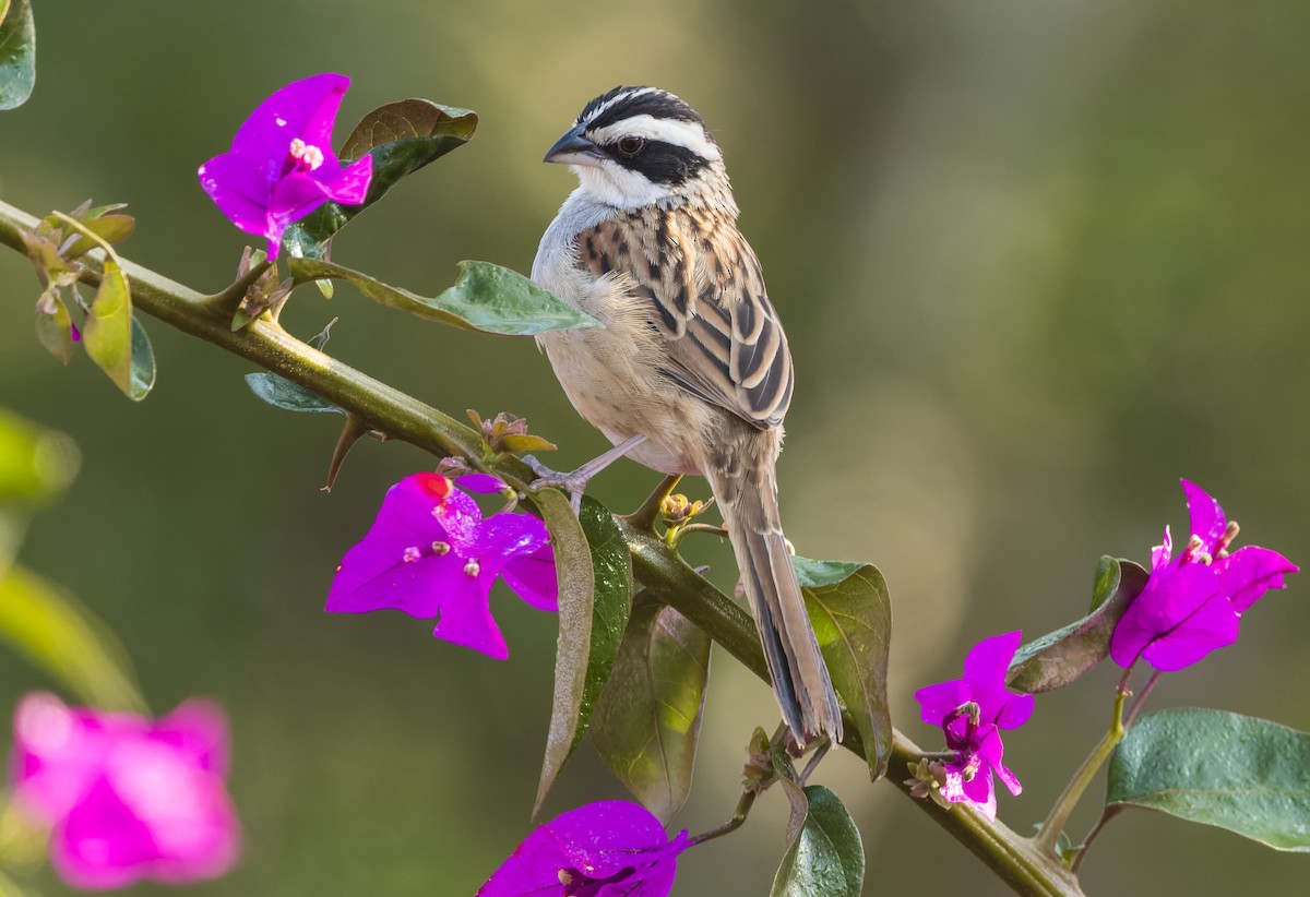 Stripe-headed Sparrow - Don Danko