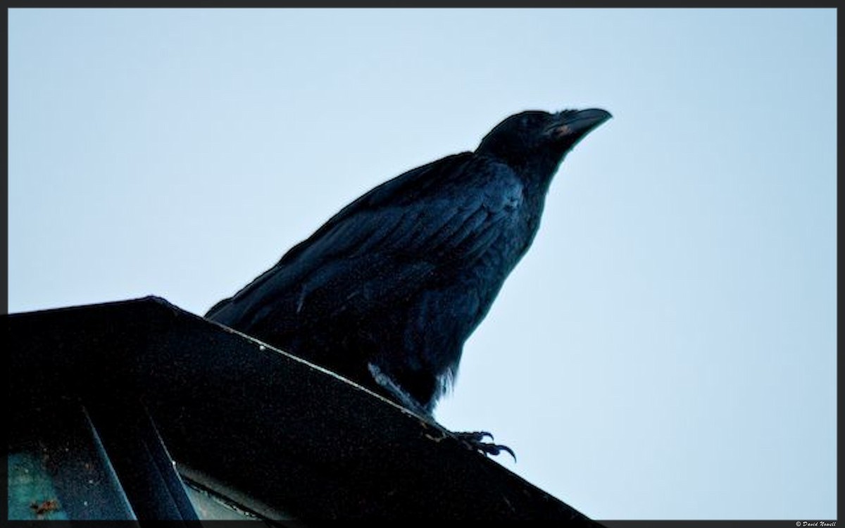 Fan-tailed Raven - ML528719111