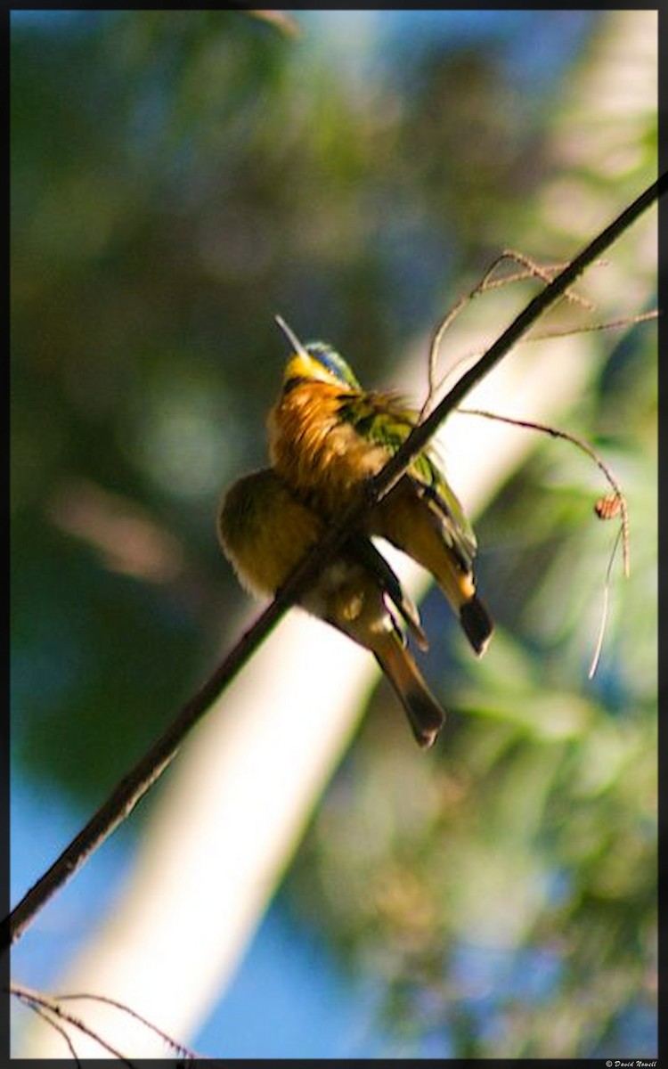 Little Bee-eater - ML528719691