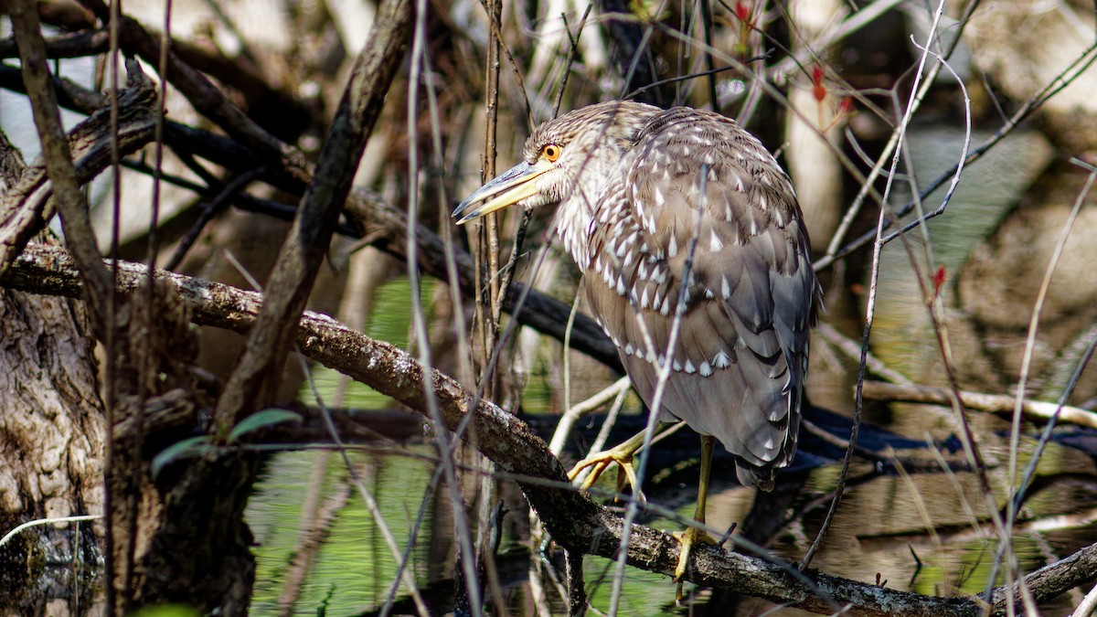 eBird Checklist 27 Jan 2023 Six Mile Cypress Slough Preserve 28