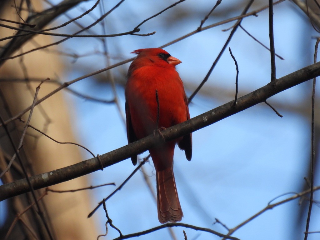 Cardinal rouge - ML528731881