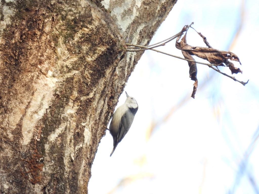 White-breasted Nuthatch - Mike Coulson