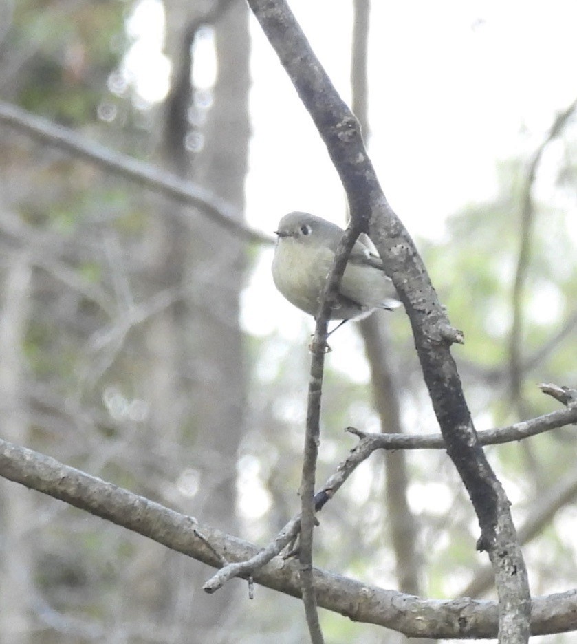 Ruby-crowned Kinglet - Mike Coulson