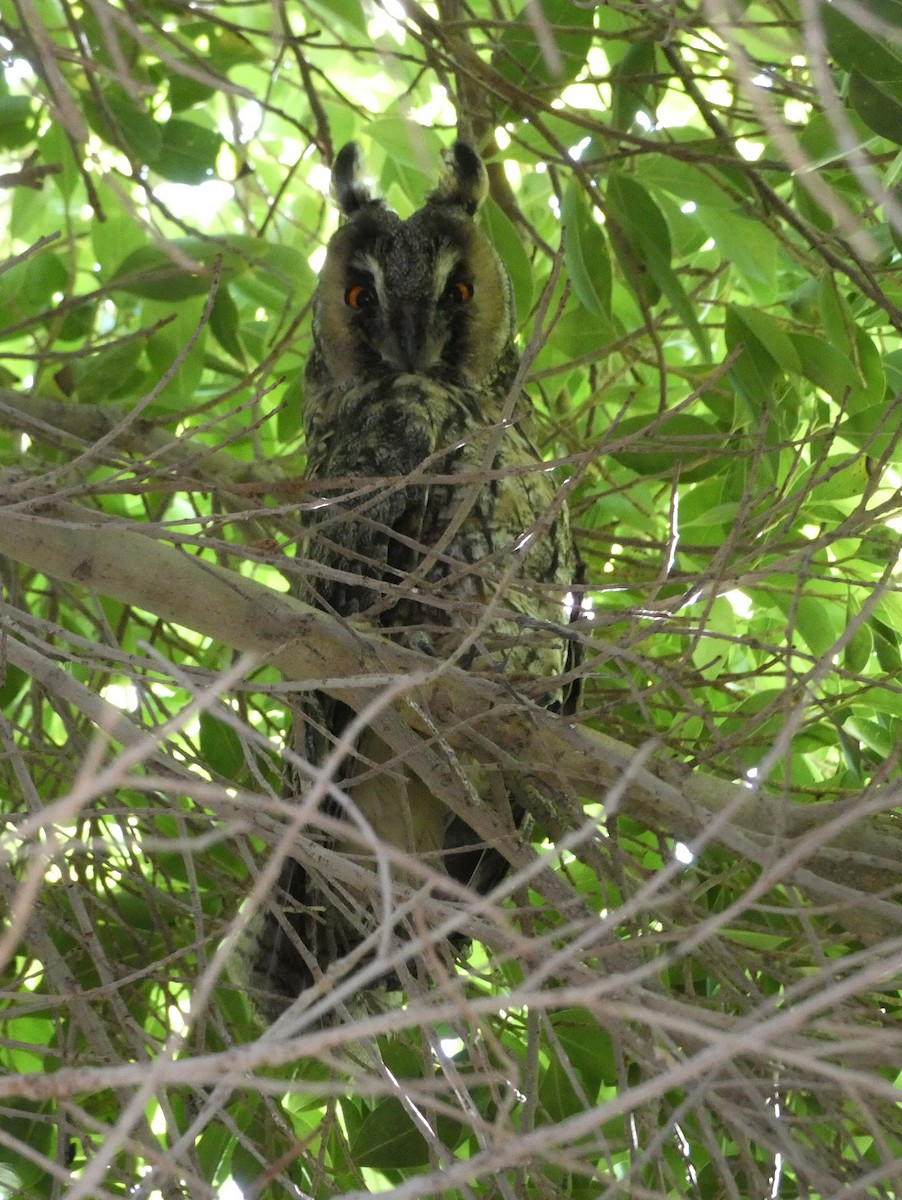 Long-eared Owl - Xabier Remirez