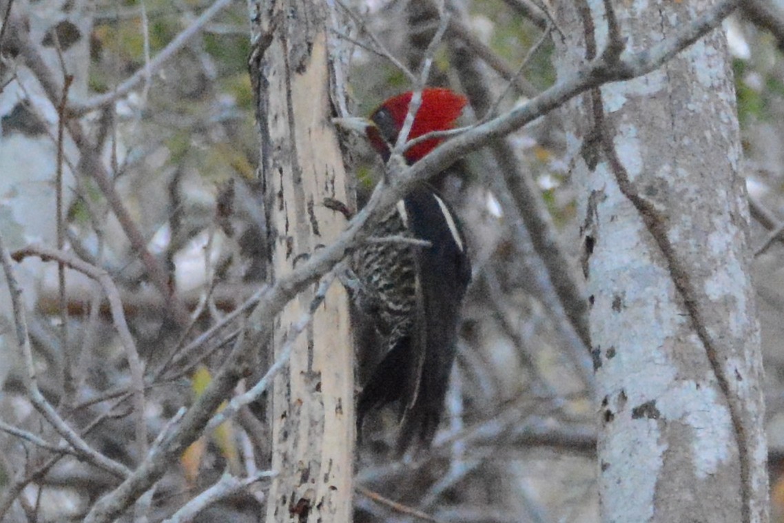 Lineated Woodpecker (Lineated) - Cathy Pasterczyk