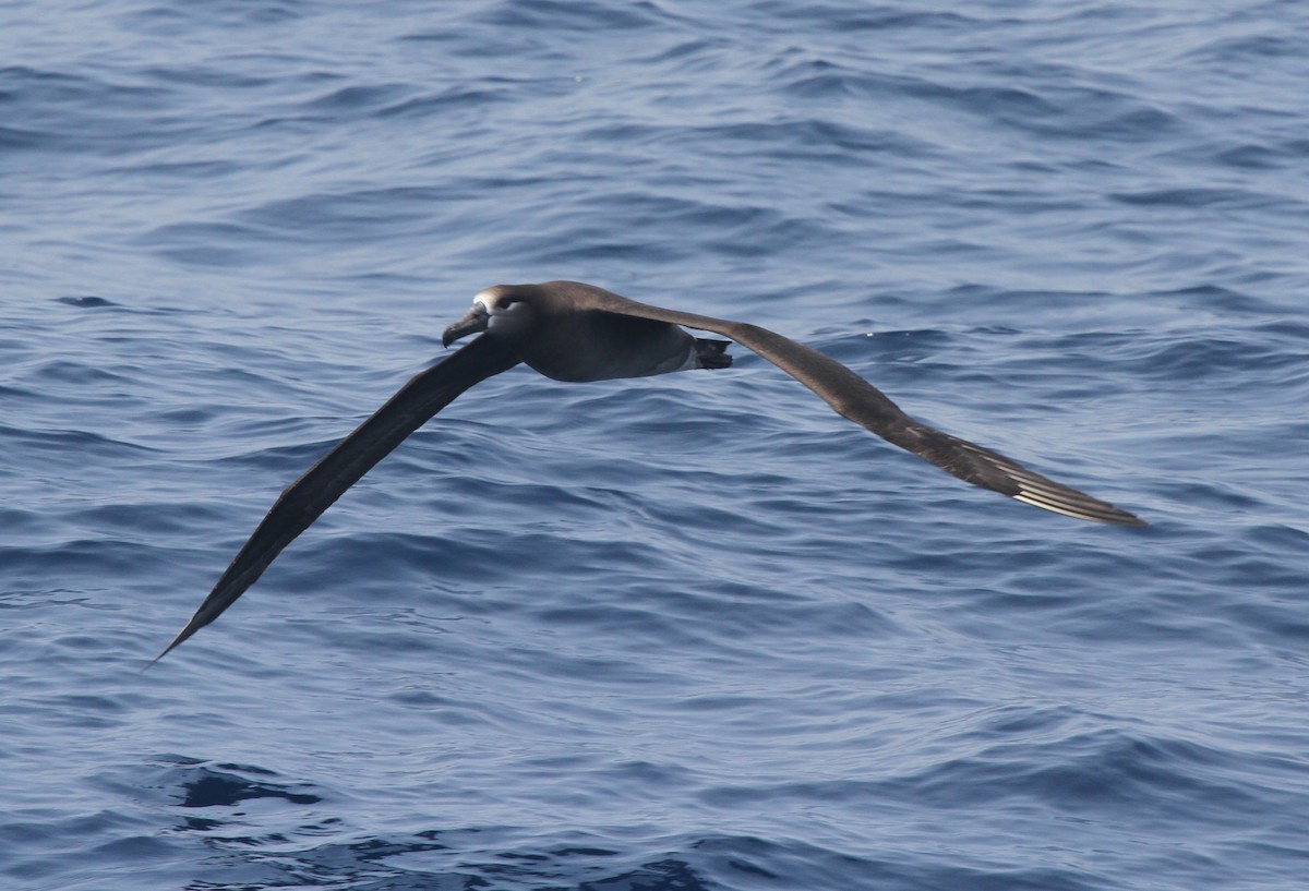 Черноногий альбатрос - ML52874321