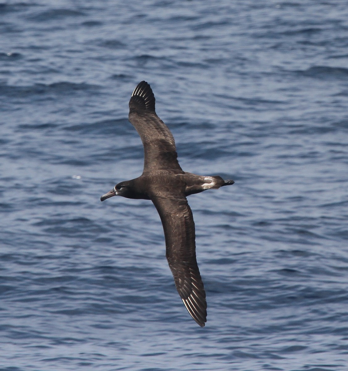Black-footed Albatross - ML52874401