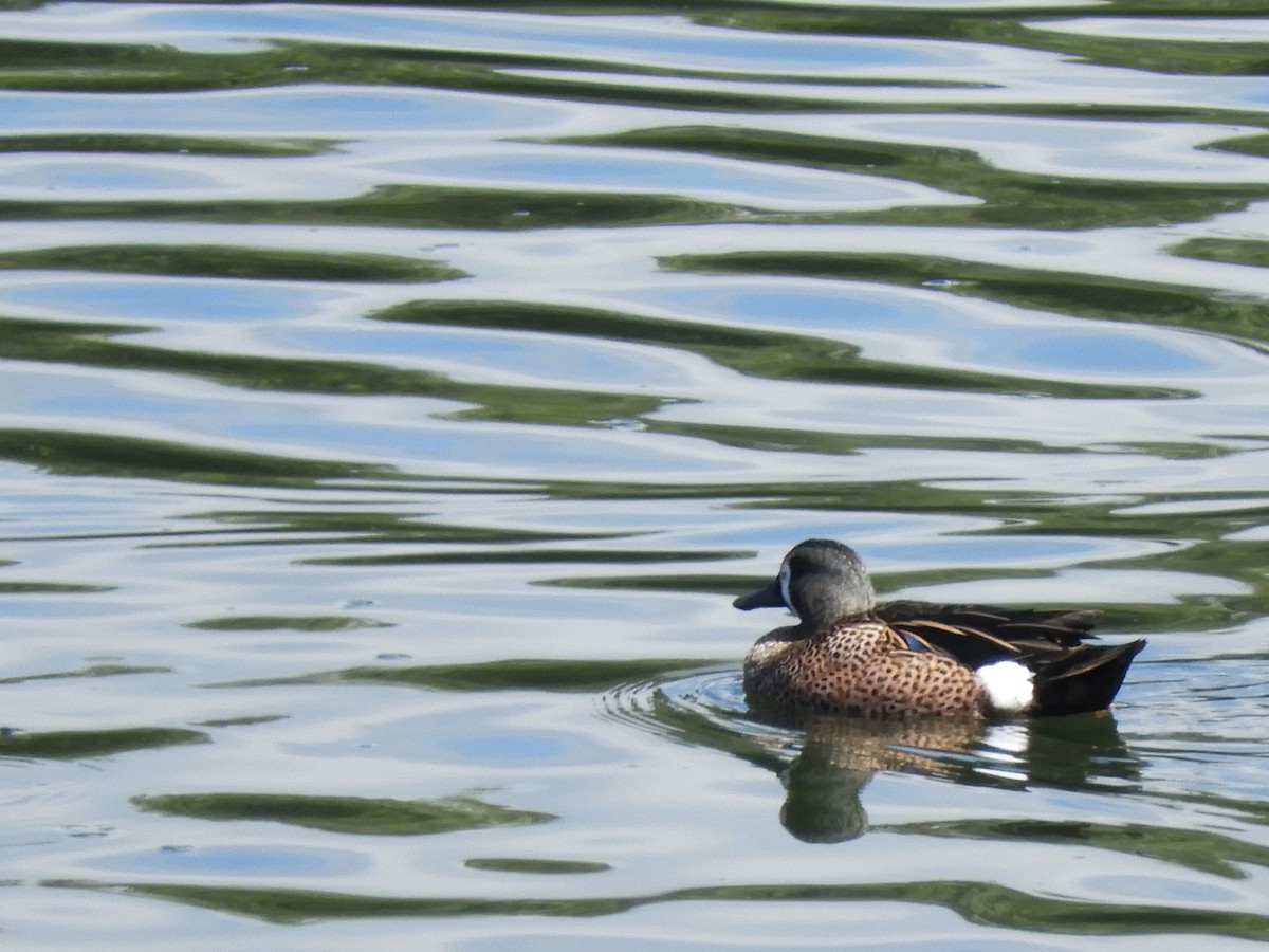 Blue-winged Teal - ML528746421