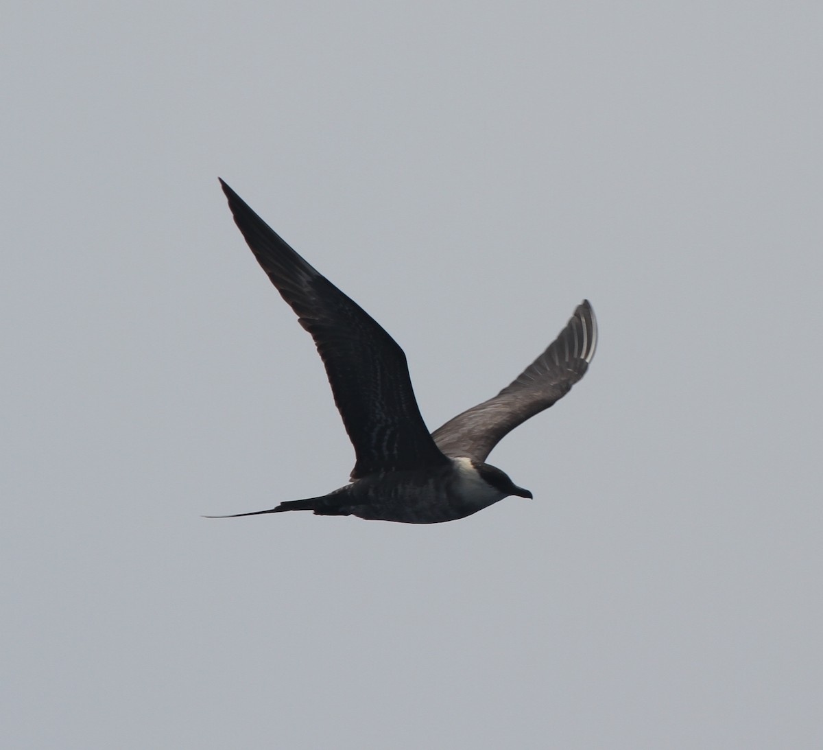 Long-tailed Jaeger - ML52874781