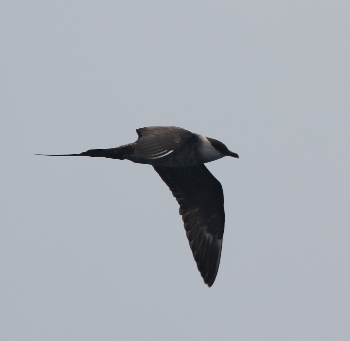 Long-tailed Jaeger - ML52874811